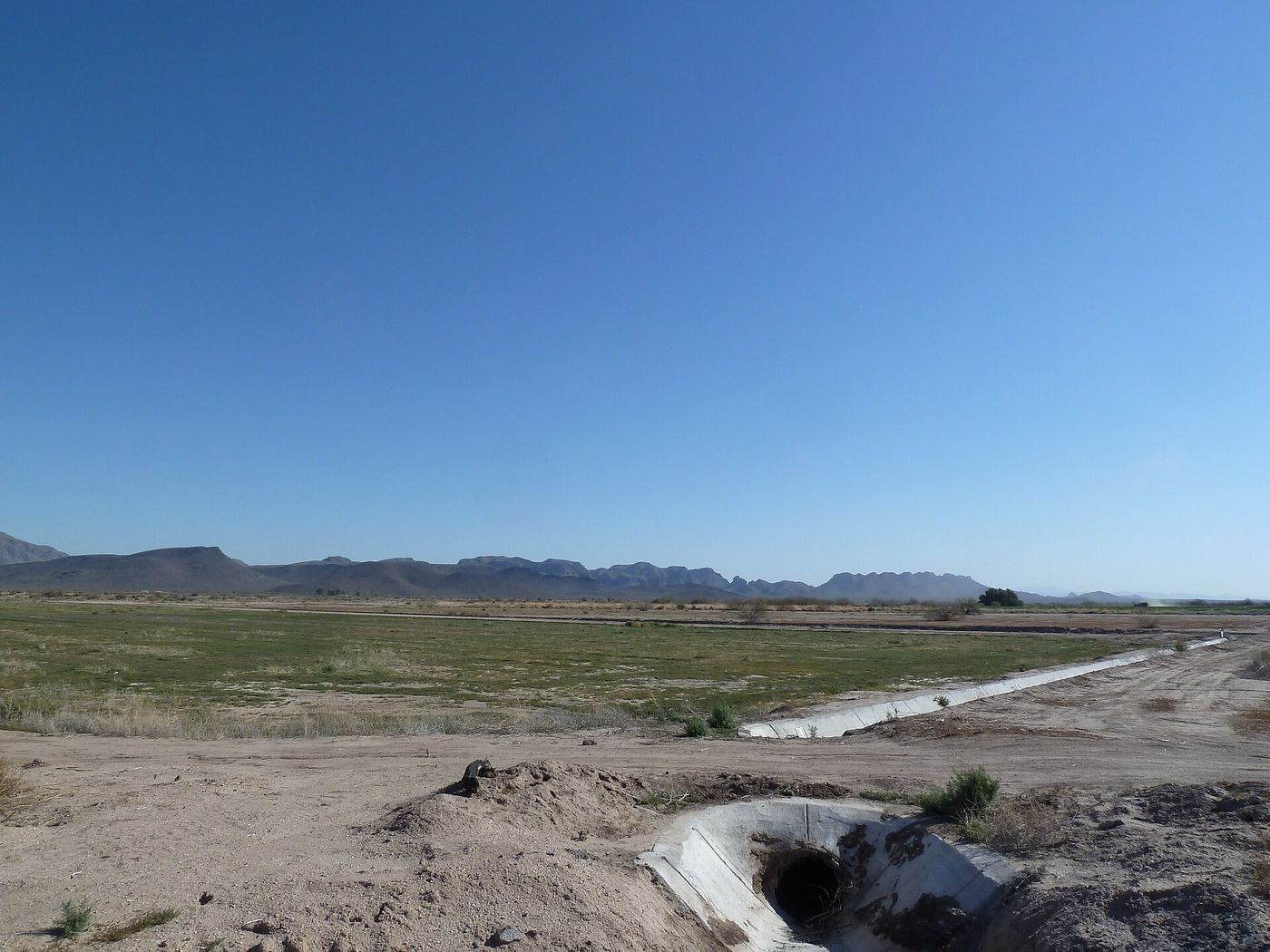 An irrigated alfalfa field in Arizona