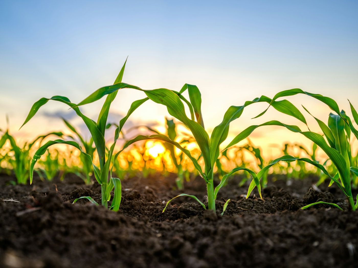 Agriculture & Food Security